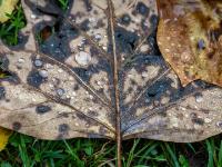 Regentropfen auf Ahornblatt Rückseite